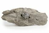 Herkimer Diamonds in Matrix - The Ace of Diamonds Mine, New York #324469-1